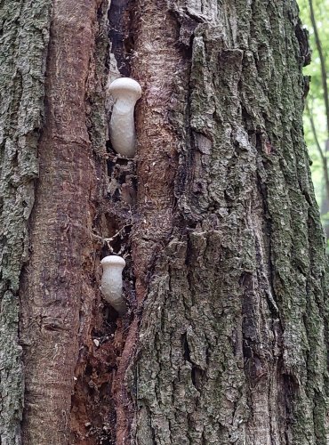 HLÍVA DUBOVÁ (Pleurotus dryinus) FOTO: Marta Knauerová, 2022