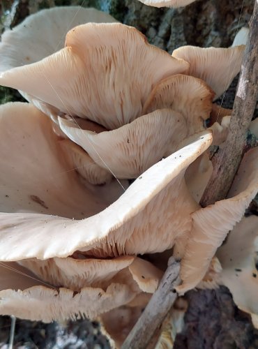 HLÍVA PLICNÍ (Pleurotus pulmonarius) FOTO: Marta Knauerová, 2022