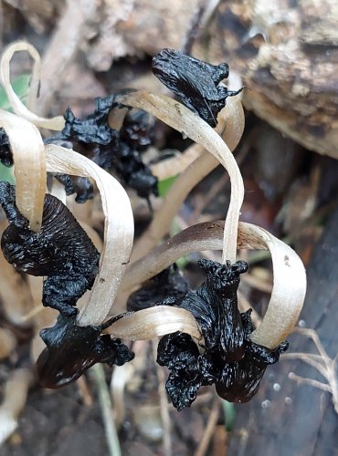 HNOJNÍK TŘPYTIVÝ (Coprinellus micaceus) FOTO: Marta Knauerová, 2022