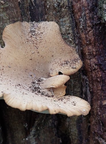 CHOROŠ MĚNLIVÝ (Polyporus varius) FOTO: Marta Knauerová, 2022