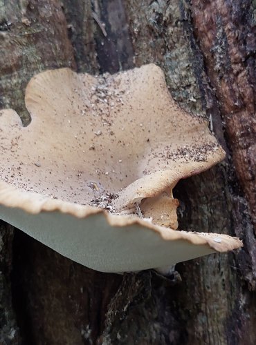 CHOROŠ MĚNLIVÝ (Polyporus varius) FOTO: Marta Knauerová, 2022