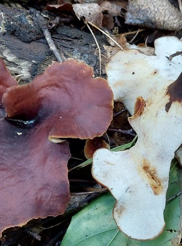 CHOROŠ SMOLONOHÝ (Polyporus badius) FOTO: Marta Knauerová, 2022