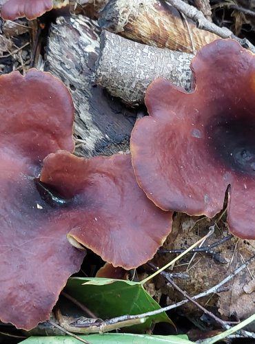 CHOROŠ SMOLONOHÝ (Polyporus badius) FOTO: Marta Knauerová, 2022