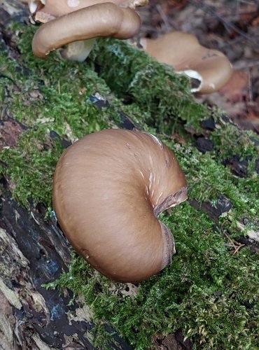 CHOROŠ SMOLONOHÝ (Polyporus badius) FOTO: Marta Knauerová, 2022