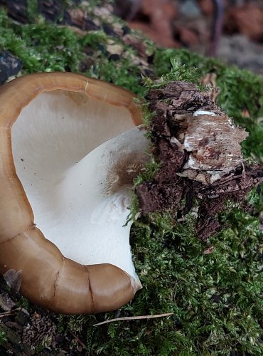 CHOROŠ SMOLONOHÝ (Polyporus badius) FOTO: Marta Knauerová, 2022