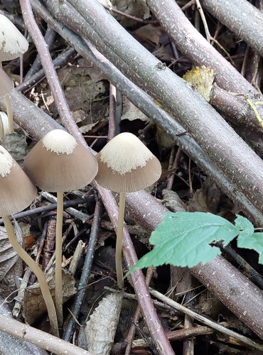 KŘEHUTKA KUŽELOVITÁ (Psathyrella conopilus) FOTO: Marta Knauerová, 2022