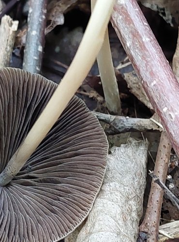 KŘEHUTKA KUŽELOVITÁ (Psathyrella conopilus) FOTO: Marta Knauerová, 2022