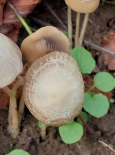 KŘEHUTKA MALIČKÁ (Psathyrella prona) FOTO: Marta Knauerová, 2022