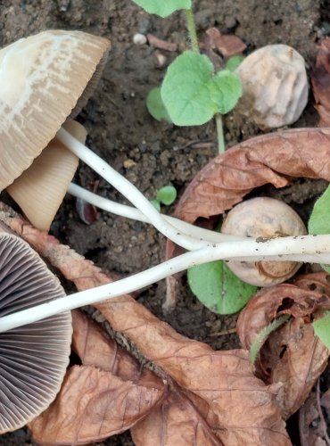 KŘEHUTKA MALIČKÁ (Psathyrella prona) FOTO: Marta Knauerová, 2022