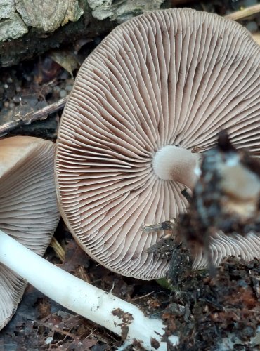 KŘEHUTKA bez bližšího určení (Psathyrella sp.) FOTO: Marta Knauerová, 2022 