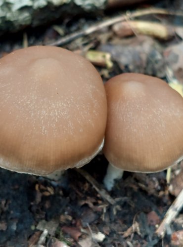 KŘEHUTKA bez bližšího určení (Psathyrella sp.) FOTO: Marta Knauerová, 2022 