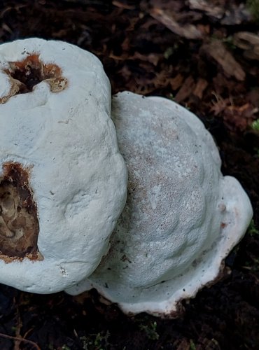 LESKLOKORKA PLOSKÁ (Ganoderma applanatum) FOTO: Marta Knauerová, 2022