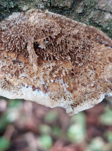 OUTKOVKA FRANCOUZSKÁ (Trametes gallica) FOTO: Marta Knauerová, 2022 