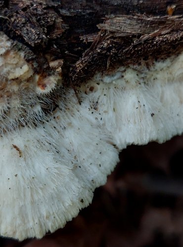 OUTKOVKA TROGOVA (Trametes trogii) FOTO: Marta Knauerová, 2022