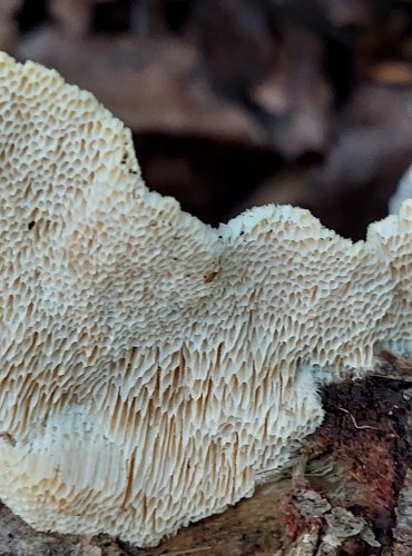 OUTKOVKA TROGOVA (Trametes trogii) FOTO: Marta Knauerová, 2022