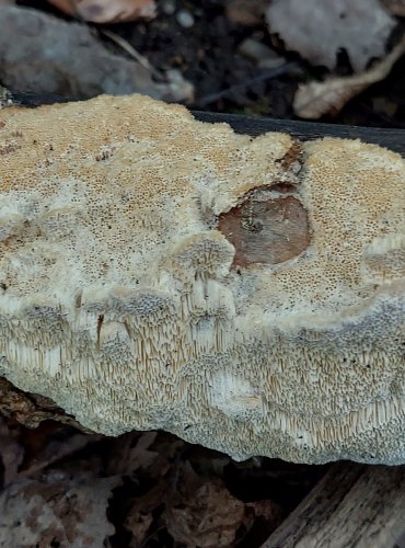 OUTKOVKA TROGOVA (Trametes trogii) FOTO: Marta Knauerová, 2022