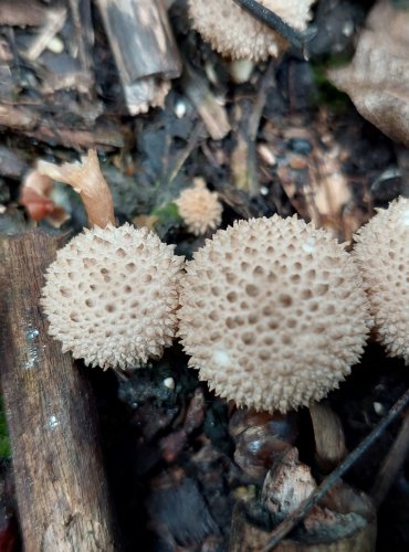 PÝCHAVKA OBECNÁ (Lycoperdon perlatum) FOTO: Marta Knauerová, 2022