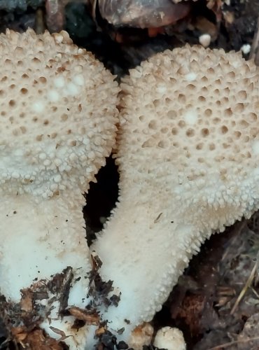 PÝCHAVKA OBECNÁ (Lycoperdon perlatum) FOTO: Marta Knauerová, 2022