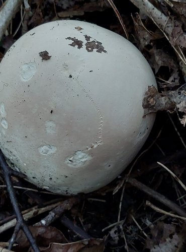 PÝCHAVKA OBROVSKÁ, VATOVEC OBROVSKÝ (Calvatia gigantea) FOTO: Marta Knauerová, 2022