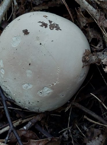 PÝCHAVKA OBROVSKÁ neboli vatovec obrovský (Calvatia gigantea) FOTO: Marta Knauerová, 2022