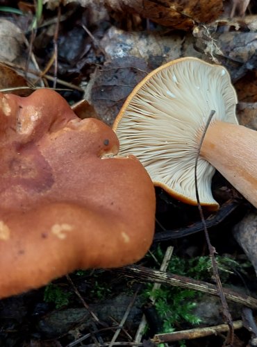 RYZEC ORANŽOVĚ HNĚDÝ (Lactarius fulvissimus) FOTO: Marta Knauerová, 2022 