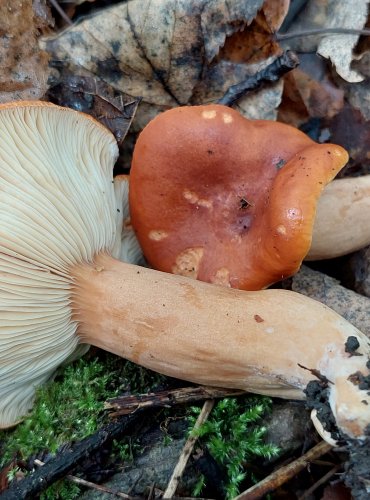 RYZEC ORANŽOVĚ HNĚDÝ (Lactarius fulvissimus) FOTO: Marta Knauerová, 2022 