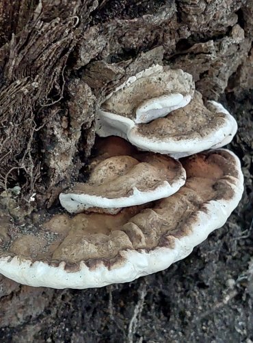 LESKLOKORKA PLOSKÁ (Ganoderma applanatum) FOTO: Marta Knauerová, 2022