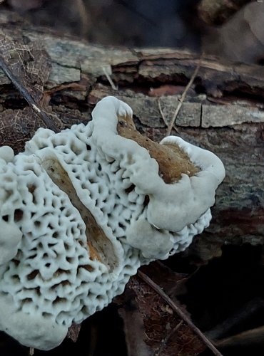 SÍŤKOVEC NAČERVENALÝ (Daedaleopsis confragosa) FOTO: Marta Knauerová, 2022