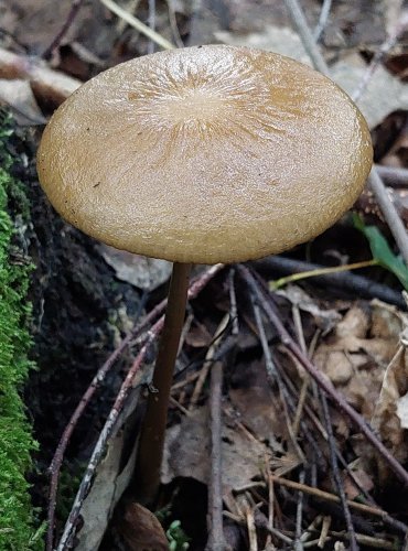 SLIZEČKA OCASATÁ neboli PENÍZOVKA KOŘENUJÍCÍ (Oudemansiella radicata) FOTO: Marta Knauerová, 2022 