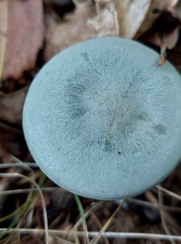 STRMĚLKA ANÝZKA (Clitocybe odora) FOTO: Marta Knauerová, 2022