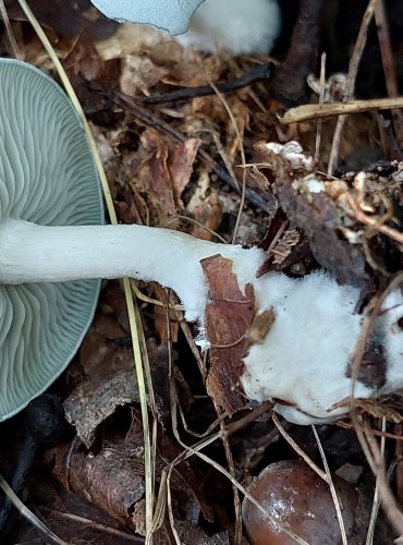 STRMĚLKA ANÝZKA (Clitocybe odora) FOTO: Marta Knauerová, 2022