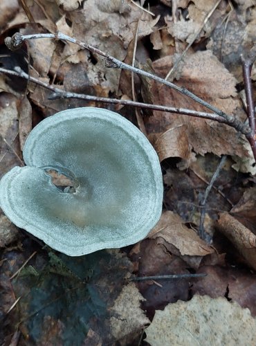 STRMĚLKA ANÝZKA (Clitocybe odora) FOTO: Marta Knauerová, 2022