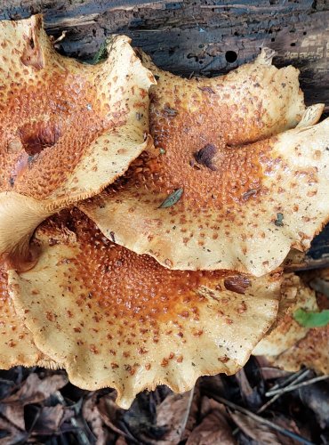 ŠUPINOVKA JEŽATÁ (Pholiota squarrosoides) zapsána v Červeném seznamu hub (makromycetů) České republiky v kategorii EN – ohrožený druh, FOTO: Marta Knauerová, 2022