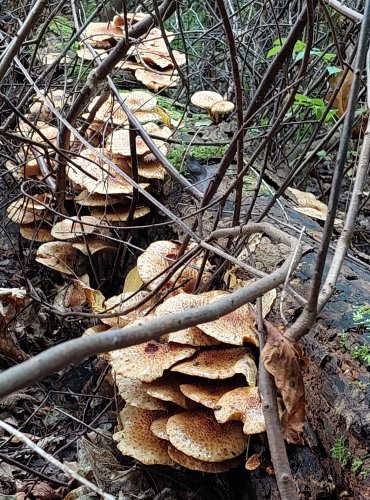 ŠUPINOVKA JEŽATÁ (Pholiota squarrosoides) zapsána v Červeném seznamu hub (makromycetů) České republiky v kategorii EN – ohrožený druh, FOTO: Marta Knauerová, 2022