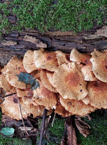 ŠUPINOVKA JEŽATÁ (Pholiota squarrosoides) zapsána v Červeném seznamu hub (makromycetů) České republiky v kategorii EN – ohrožený druh, FOTO: Marta Knauerová, 2022