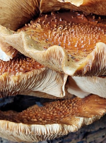 ŠUPINOVKA JEŽATÁ (Pholiota squarrosoides) zapsána v Červeném seznamu hub (makromycetů) České republiky v kategorii EN – ohrožený druh, FOTO: Marta Knauerová, 2022