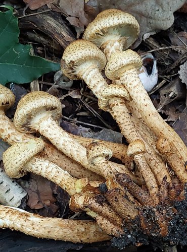 ŠUPINOVKA KOSTRBATÁ (Pholiota squarrosa) FOTO: Marta Knauerová, 2022