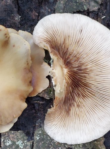 TREPKOVITKA MĚKKÁ (Crepidotus mollis) FOTO: Marta Knauerová, 2022