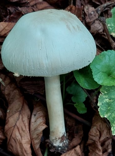 ŽAMPION ZÁPAŠNÝ neboli pečárka zápašná (Agaricus xanthoderma) FOTO: Marta Knauerová, 2022

