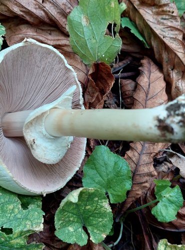 ŽAMPION ZÁPAŠNÝ neboli pečárka zápašná (Agaricus xanthoderma) FOTO: Marta Knauerová, 2022

