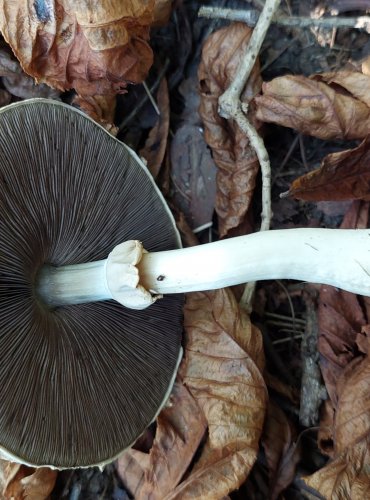 ŽAMPION ZÁPAŠNÝ, PEČÁRKA ZÁPAŠNÁ (Agaricus xanthoderma) FOTO: Marta Knauerová, 2022

