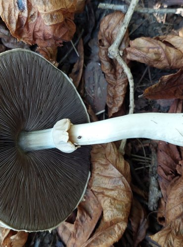 ŽAMPION ZÁPAŠNÝ neboli pečárka zápašná (Agaricus xanthoderma) FOTO: Marta Knauerová, 2022

