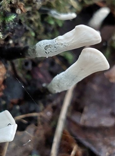 DŘEVNATKA PAROHATÁ (Xylaria hypoxylon) FOTO: Marta Knauerová, 2022