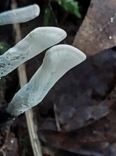 DŘEVNATKA PAROHATÁ (Xylaria hypoxylon) FOTO: Marta Knauerová, 2022