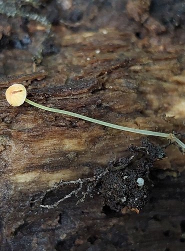 HELMOVKA JEHLIČKOVITÁ (Mycena acicula) FOTO: Marta Knauerová, 2022