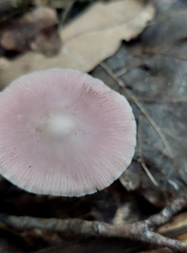 HELMOVKA NARŮŽOVĚLÁ (Mycena rosea) FOTO: Marta Knauerová, 2022