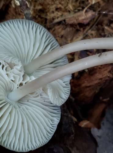 HELMOVKA TUHONOHÁ (Mycena galericulata) FOTO: Marta Knauerová, 2022