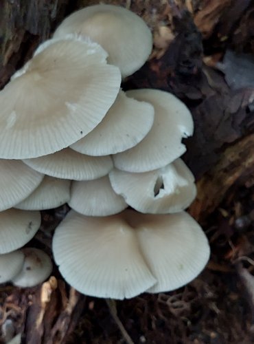 HELMOVKA TUHONOHÁ (Mycena galericulata) FOTO: Marta Knauerová, 2022