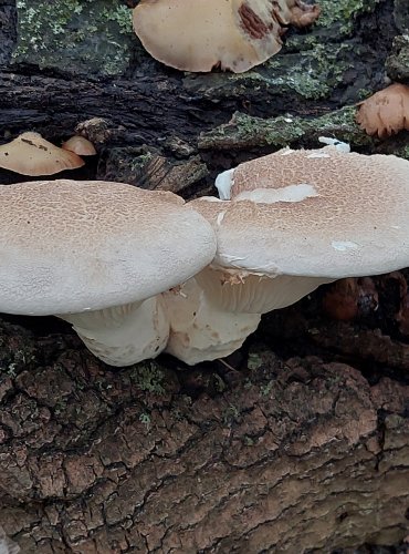 HLÍVA DUBOVÁ (Pleurotus dryinus) FOTO: Marta Knauerová, 2022