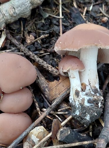 KŘEHUTKA ČOKOLÁDOVÁ (Psathyrella spadicea) FOTO: Marta Knauerová, 2022